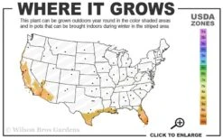 Asian Lemon Bamboo (Bambusa Eutuldoides 'Viridivittata') - 3 Gallon Pot -Home Bloom Garden 9a 11 1