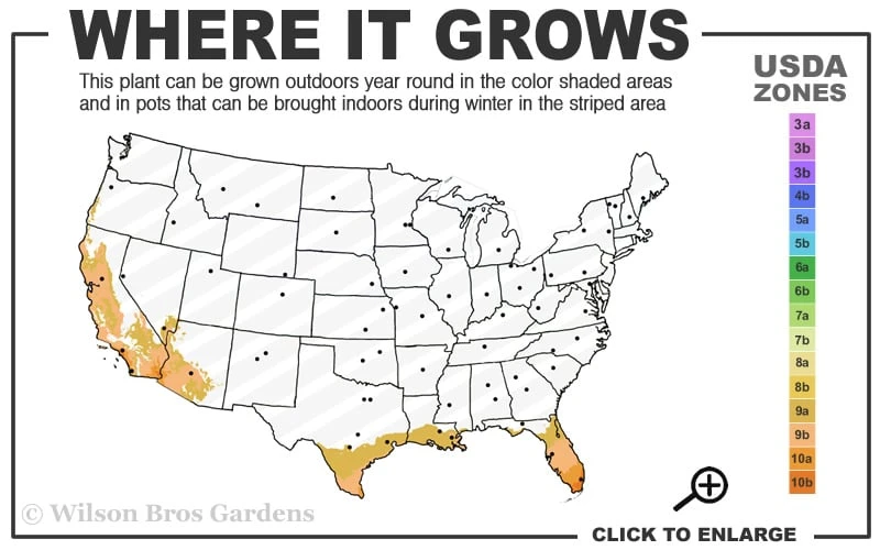 Yellow Buddha Belly Bamboo - Bambusa Ventricosa 'Kimmei' - 3 Gallon Pot 5 Yellow Buddha Belly Bamboo - Bambusa Ventricosa 'Kimmei' - 3 Gallon Pot - Image 3