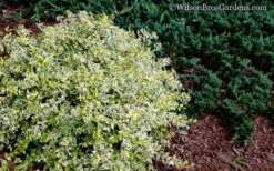 Lemon Lime Dwarf Abelia - 3 Gallon Pot 13 Lemon Lime Dwarf Abelia - 3 Gallon Pot -Home Bloom Garden Abelia Lemon Lime 52