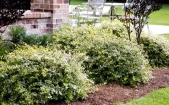 Lemon Lime Dwarf Abelia - 3 Gallon Pot 11 Lemon Lime Dwarf Abelia - 3 Gallon Pot -Home Bloom Garden Abelia Lemon Lime In Landscape