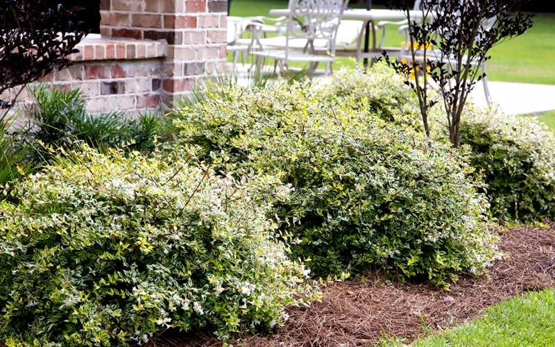 Lemon Lime Dwarf Abelia - 3 Gallon Pot 6 Lemon Lime Dwarf Abelia - 3 Gallon Pot - Image 4
