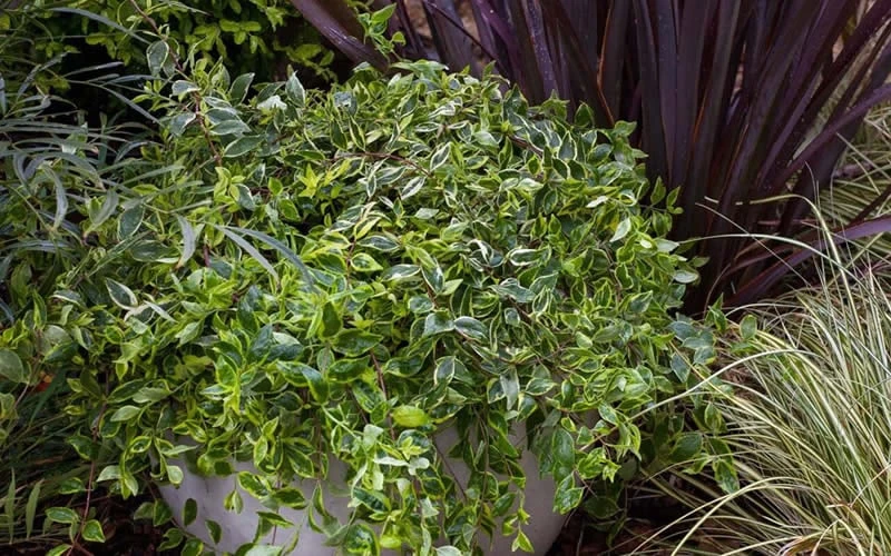 Lemon Lime Dwarf Abelia - 3 Gallon Pot 7 Lemon Lime Dwarf Abelia - 3 Gallon Pot - Image 5