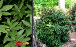 Florida Anise - Illicium Floridanum - 7 Gallon Pot -Home Bloom Garden Anise Florida