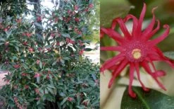 Florida Anise - Illicium Floridanum - 7 Gallon Pot -Home Bloom Garden Anise Florida 50