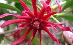 Florida Anise - Illicium Floridanum - 7 Gallon Pot -Home Bloom Garden Anise Florida Flower 50