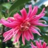 Woodland Ruby Anise (Illicium) - 3 Gallon Pot -Home Bloom Garden Anise Woodland Ruby 10