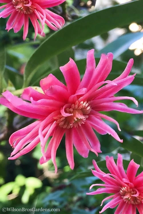 Woodland Ruby Anise (Illicium) - 3 Gallon Pot 3 Woodland Ruby Anise (Illicium) - 3 Gallon Pot