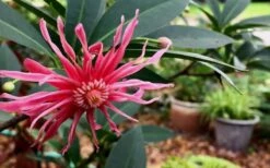 Woodland Ruby Anise (Illicium) - 3 Gallon Pot 15 Woodland Ruby Anise (Illicium) - 3 Gallon Pot -Home Bloom Garden Anise Woodland Ruby 3