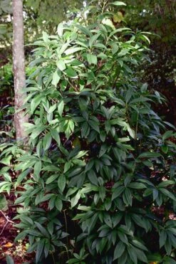 Woodland Ruby Anise (Illicium) - 3 Gallon Pot 13 Woodland Ruby Anise (Illicium) - 3 Gallon Pot -Home Bloom Garden Anise Woodland Ruby 7