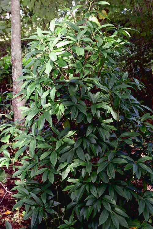 Woodland Ruby Anise (Illicium) - 3 Gallon Pot 6 Woodland Ruby Anise (Illicium) - 3 Gallon Pot - Image 4