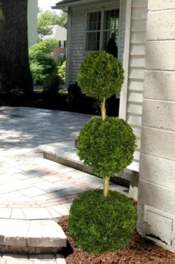 Emerald Green Arborvitae Poodle Tier Topiary (3 Ball) - 5 Gallon Pot -Home Bloom Garden Arborvitae Emerald Green 3 Ball Poodle Tier 2