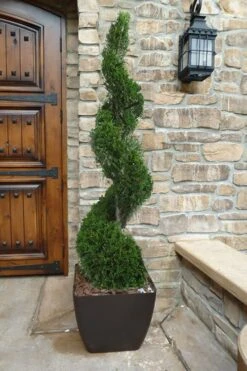 Emerald Green Arborvitae Spiral Topiary - 7 Gallon Pot
