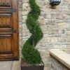 Emerald Green Arborvitae Spiral Topiary - 5 Gallon Pot (6') -Home Bloom Garden Arborvitae Emerald Green Spiral 6 2