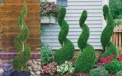 Emerald Green Arborvitae Spiral Topiary - 7 Gallon Pot -Home Bloom Garden Arborvitae Emerald Green Spiral 800x500 2