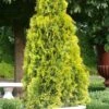 Highlights Arborvitae Thuja Janed Gold - 3 Gallon Pot -Home Bloom Garden Arborvitae Highlights