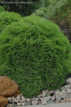 Tiny Tim Dwarf Globe Arborvitae - 2 Gallon Pot -Home Bloom Garden Arborvitae Tiny Tim 11