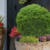 Tiny Tim Dwarf Globe Arborvitae - 2 Gallon Pot -Home Bloom Garden Arborvitae Tiny Tim 15