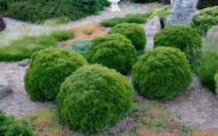 Tiny Tim Dwarf Globe Arborvitae - 2 Gallon Pot -Home Bloom Garden Arborvitae Tiny Tim Grouping