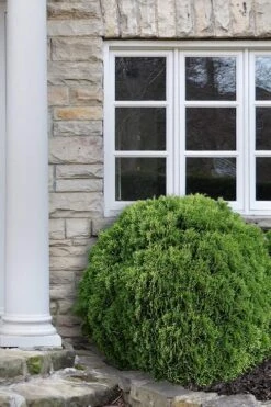 Planet Earth Arborvitae - 3 Gallon Pot -Home Bloom Garden Arborvitae Woodwardii Globe 12