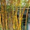 Alphonse Karr Golden Bamboo (Bambusa Multiplex) - 2 Gallon Pot -Home Bloom Garden Bamboo Alphonse Karr 1