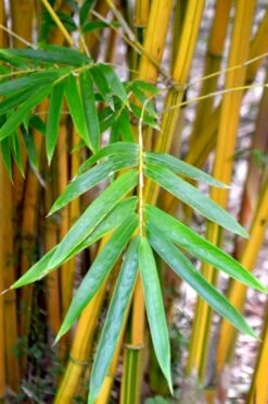 Alphonse Karr Golden Bamboo (Bambusa Multiplex) - 2 Gallon Pot -Home Bloom Garden Bamboo Alphonse Karr 5