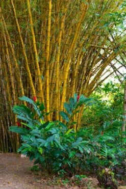 Alphonse Karr Golden Bamboo (Bambusa Multiplex) - 2 Gallon Pot -Home Bloom Garden Bamboo Alphonse Karr 6