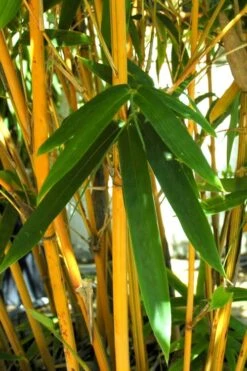 Alphonse Karr Golden Bamboo (Bambusa Multiplex) - 2 Gallon Pot -Home Bloom Garden Bamboo Alphonse Karr 7