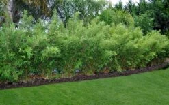 Alphonse Karr Golden Bamboo (Bambusa Multiplex) - 2 Gallon Pot -Home Bloom Garden Bamboo Alphonse Karr 8