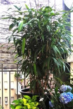 Arrow Bamboo (Pseudosasa Japonica) - 3 Gallon Pot (2-4') -Home Bloom Garden Bamboo Arrow 3