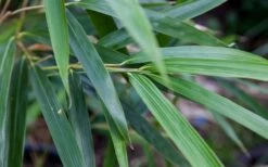 Arrow Bamboo (Pseudosasa Japonica) - 3 Gallon Pot (4-6'+) -Home Bloom Garden Bamboo Arrow 4 1