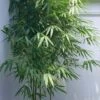 Arrow Bamboo (Pseudosasa Japonica) - 3 Gallon Pot (2-4') -Home Bloom Garden Bamboo Arrow 500x750 1