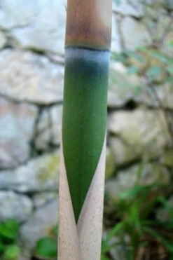 Arrow Bamboo (Pseudosasa Japonica) - 3 Gallon Pot (2-4') -Home Bloom Garden Bamboo Arrow 6