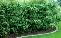 Arrow Bamboo (Pseudosasa Japonica) - 3 Gallon Pot (4-6'+) -Home Bloom Garden Bamboo Arrow Hedge 1