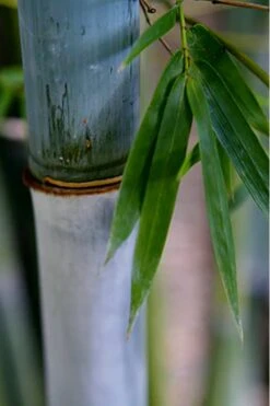 Baby Blue Bamboo - Bambusa Chungii 'Barbelatta' - 2 Gallon Pot -Home Bloom Garden Bamboo Barbelatta 14