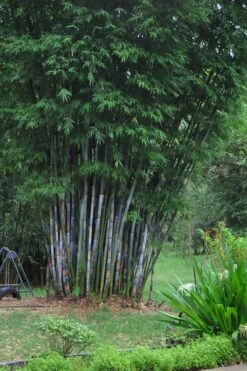 Baby Blue Bamboo - Bambusa Chungii 'Barbelatta' - 2 Gallon Pot -Home Bloom Garden Bamboo Barbelatta 16