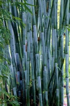 Baby Blue Bamboo - Bambusa Chungii 'Barbelatta' - 2 Gallon Pot -Home Bloom Garden Bamboo Barbelatta 21