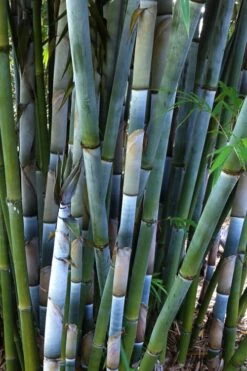 Baby Blue Bamboo - Bambusa Chungii 'Barbelatta' - 2 Gallon Pot -Home Bloom Garden Bamboo Barbelatta 3