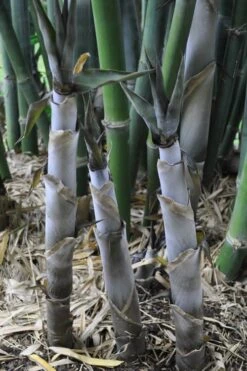 Baby Blue Bamboo - Bambusa Chungii 'Barbelatta' - 2 Gallon Pot -Home Bloom Garden Bamboo Barbelatta 4