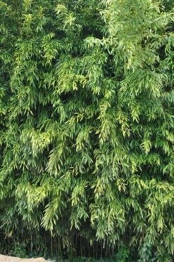 Bisset Bamboo (Phyllostachys Bissetii) - 3 Gallon Pot (4-6') 16 Bisset Bamboo (Phyllostachys Bissetii) - 3 Gallon Pot (4-6') -Home Bloom Garden Bamboo Bisettii 2 1