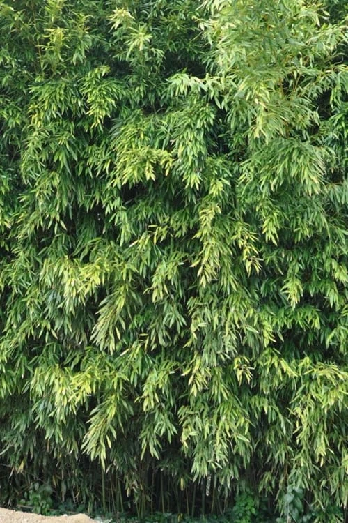 Bisset Bamboo (Phyllostachys Bissetii) - 3 Gallon Pot (4-6') 9 Bisset Bamboo (Phyllostachys Bissetii) - 3 Gallon Pot (4-6') - Image 7