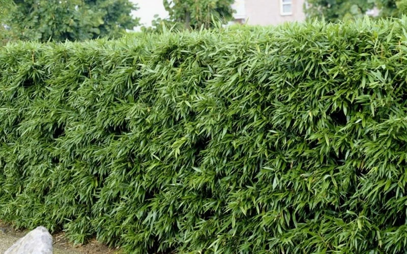 Bisset Bamboo (Phyllostachys Bissetii) - 3 Gallon Pot (4-6') 7 Bisset Bamboo (Phyllostachys Bissetii) - 3 Gallon Pot (4-6') - Image 5