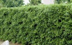 Bisset Bamboo (Phyllostachys Bissetii) - 3 Gallon Pot (2-4') -Home Bloom Garden Bamboo Bisettii 4