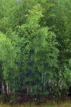 Bisset Bamboo (Phyllostachys Bissetii) - 3 Gallon Pot (2-4') -Home Bloom Garden Bamboo Bisettii 5