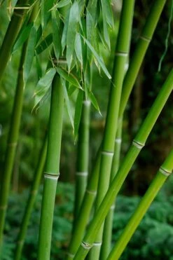 Bisset Bamboo (Phyllostachys Bissetii) - 3 Gallon Pot (4-6') 15 Bisset Bamboo (Phyllostachys Bissetii) - 3 Gallon Pot (4-6') -Home Bloom Garden Bamboo Bisettii 7 1