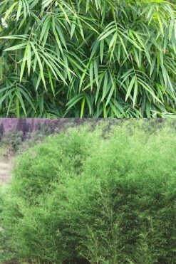 Bisset Bamboo (Phyllostachys Bissetii) - 3 Gallon Pot (4-6') 13 Bisset Bamboo (Phyllostachys Bissetii) - 3 Gallon Pot (4-6') -Home Bloom Garden Bamboo Bissets 500x750 2