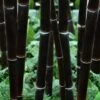 Black Bamboo - Phyllostachys Nigra - 3 Gallon Pot (Single Cane: 4-6'+) -Home Bloom Garden Bamboo Black 102