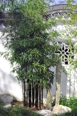 Black Bamboo - Phyllostachys Nigra - 3 Gallon Pot (Single Cane: 2-4') -Home Bloom Garden Bamboo Black 51 3