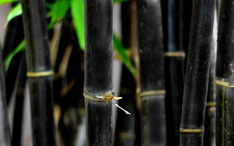 Black Bamboo - Phyllostachys Nigra - 3 Gallon Pot (Multi Cane: 4-6'+) 11 Black Bamboo - Phyllostachys Nigra - 3 Gallon Pot (Multi Cane: 4-6'+) - Image 9