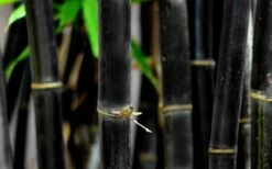 Black Bamboo - Phyllostachys Nigra - 3 Gallon Pot (Single Cane: 2-4') -Home Bloom Garden Bamboo Black 53 3