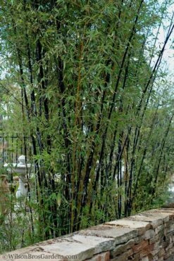Black Bamboo - Phyllostachys Nigra - 3 Gallon Pot (Multi-Cane: 2 To 4' Tall) -Home Bloom Garden Bamboo Black 55 2